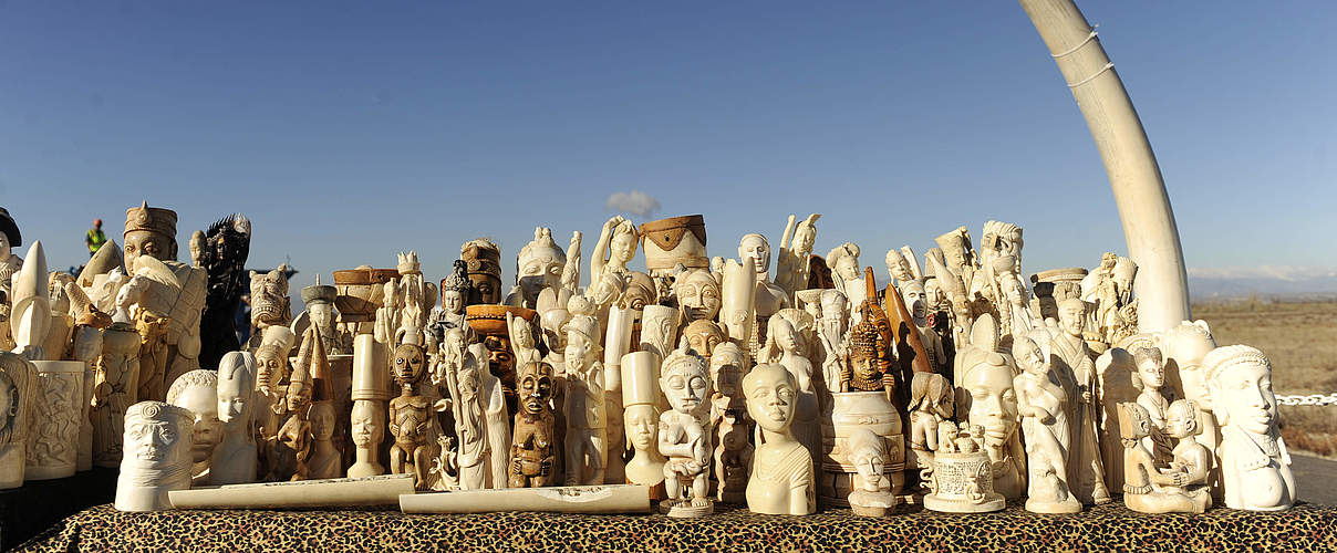 Il-)Legales Elfenbein? Die Spuren Des Weißen Goldes