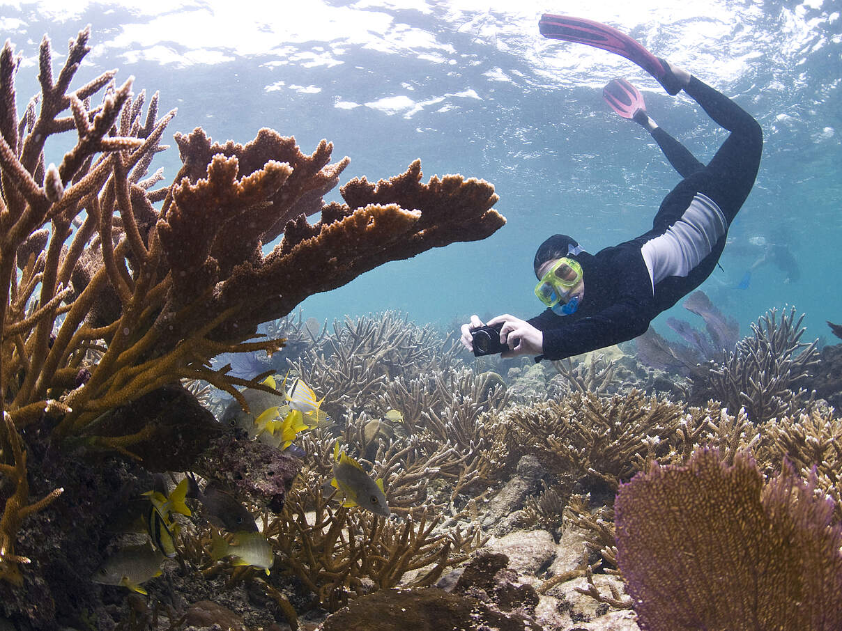Monitoring von Korallen im Laughing Bird Caye in Belize