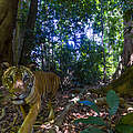 Kamerafallenaufnahme eines Tigers (Panthera tigris) im Waldreservat Royal Belum State Park, Malaysia. © Emmanuel Rondeau / WWF-US