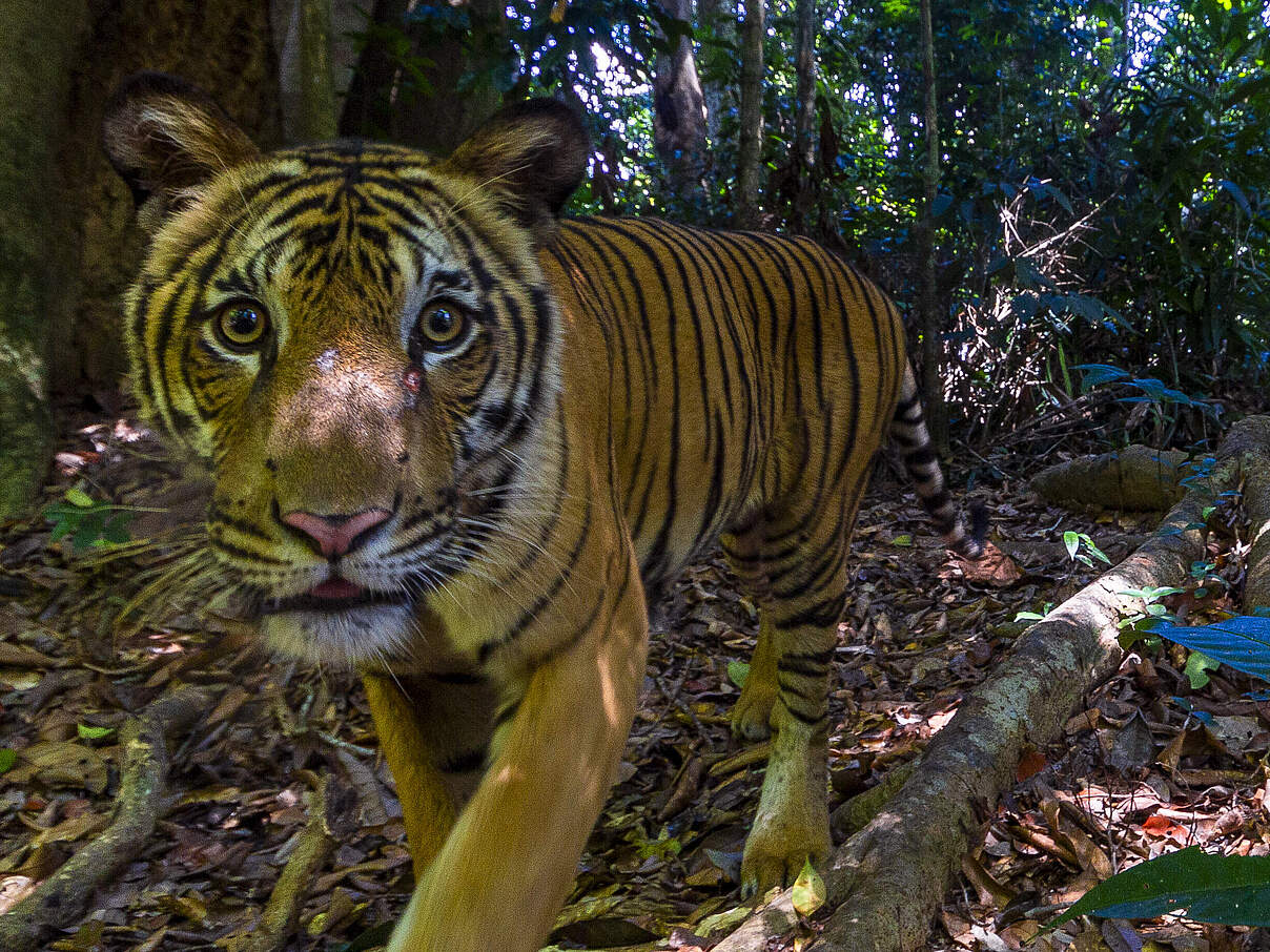 Kamerafallenaufnahme eines Tigers (Panthera tigris) im Waldreservat Royal Belum State Park, Malaysia. © Emmanuel Rondeau / WWF-US