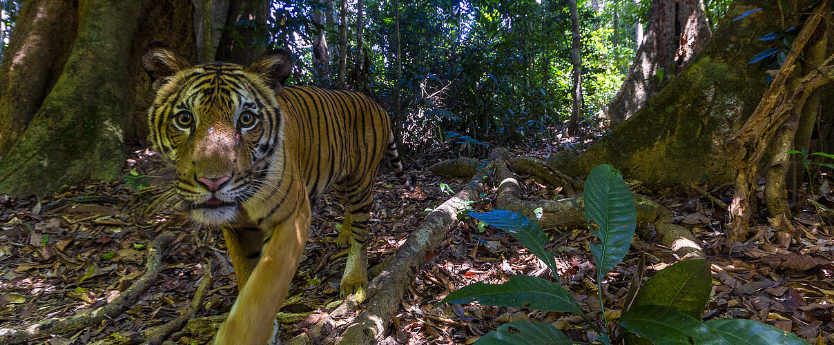 Kamerafallenaufnahme eines Tigers (Panthera tigris) im Waldreservat Royal Belum State Park, Malaysia. © Emmanuel Rondeau / WWF-US