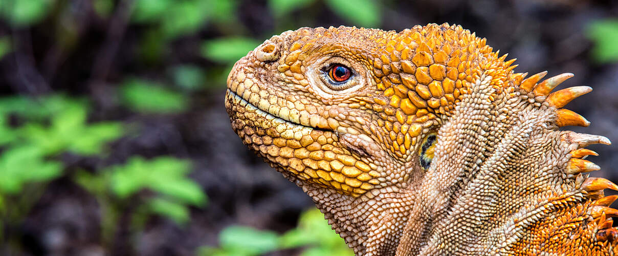 Galapagos Landleguan