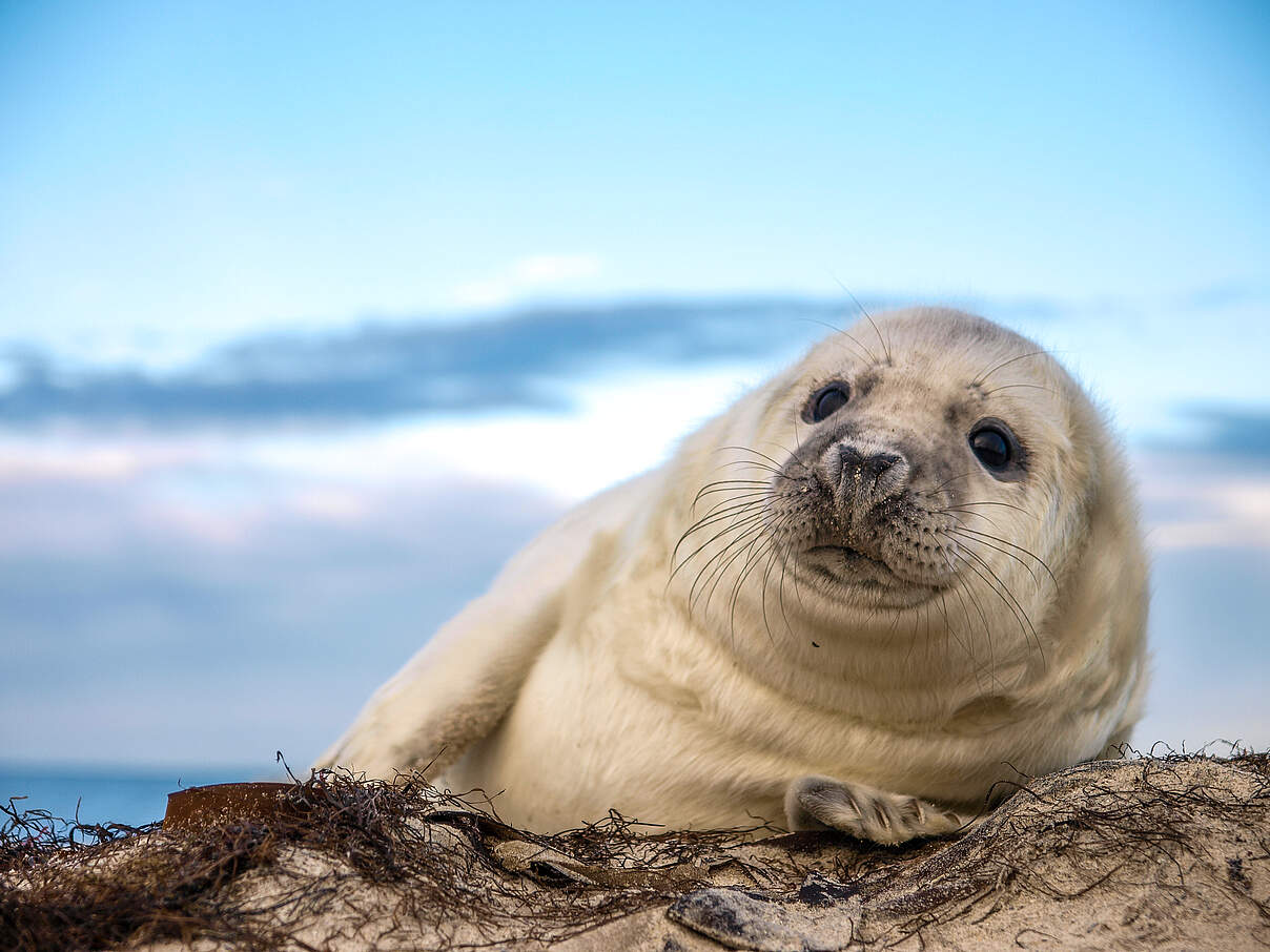 176427749 Young Grey Seal pup