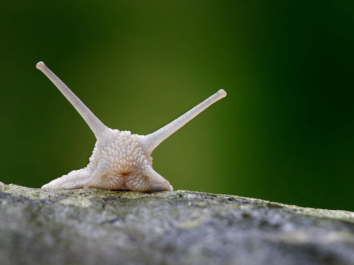 Kopf einer Schnecke