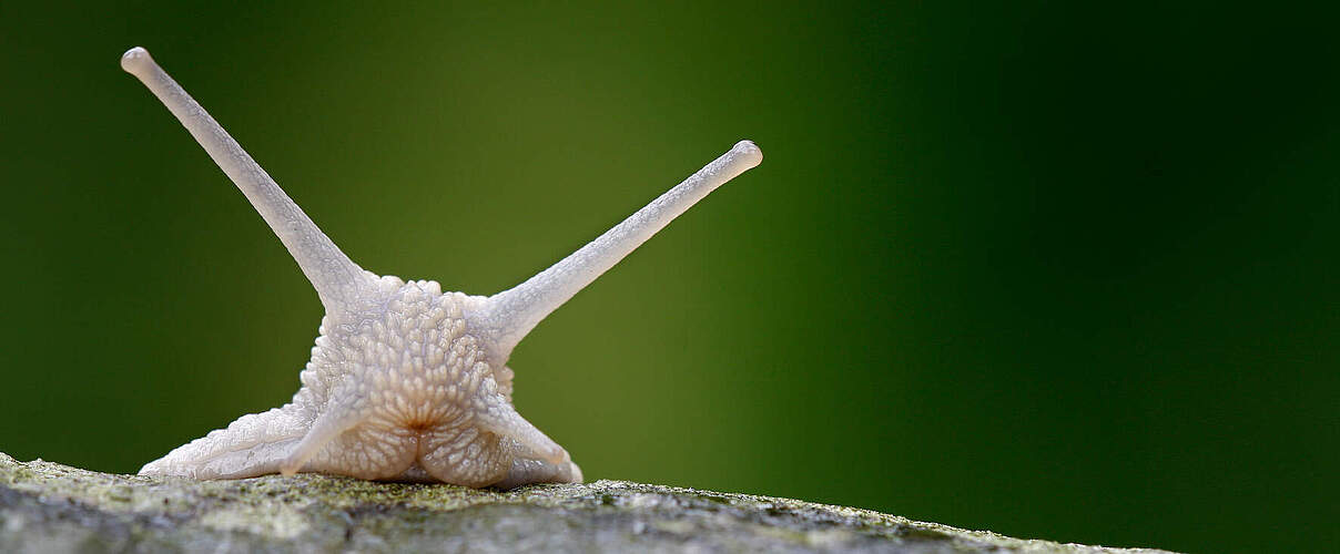 Kopf einer Schnecke