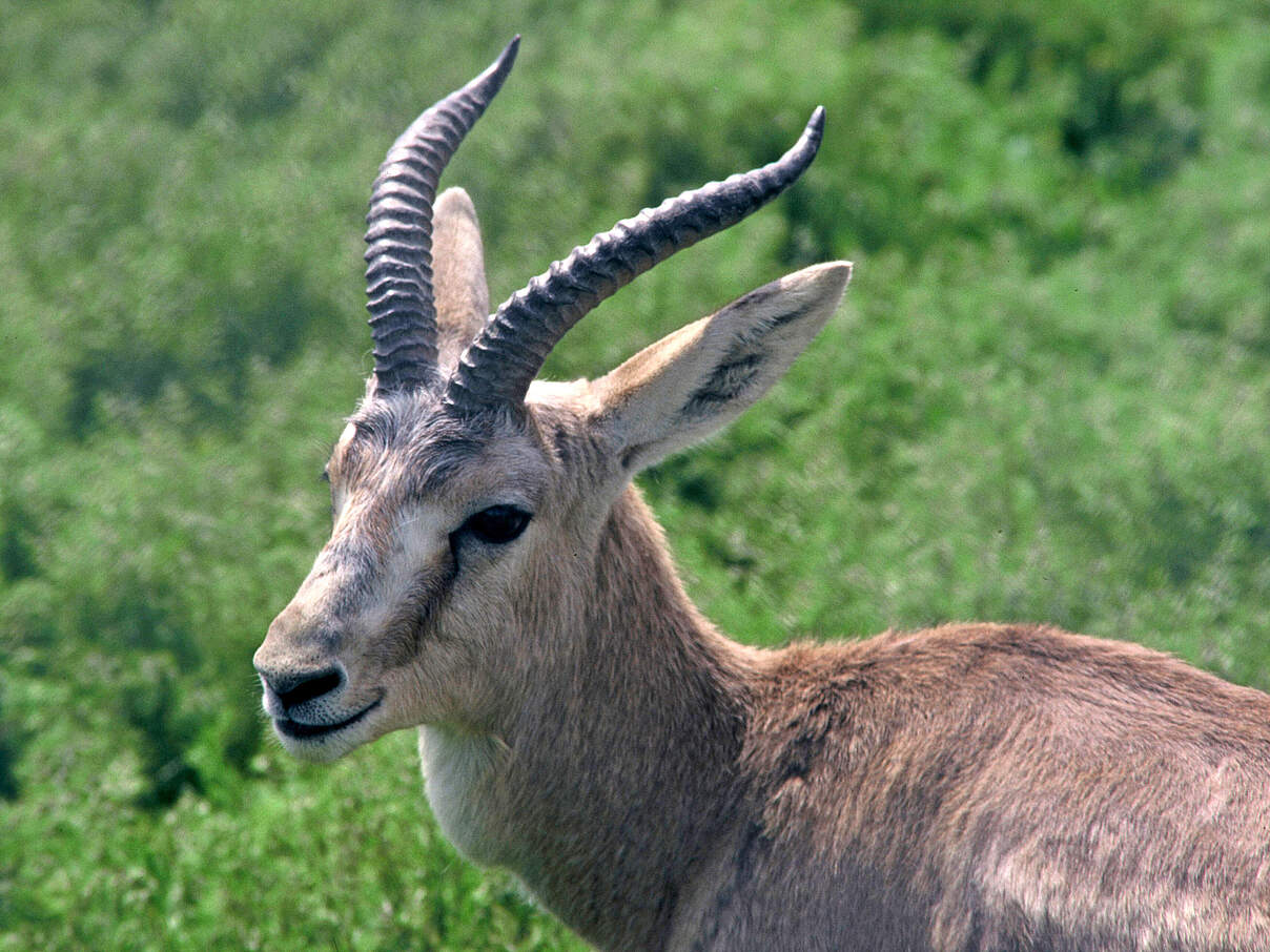 Kropfgazelle © Hartmut Jungius / WWF Kropfgazelle © Hartmut Jungius / WWF