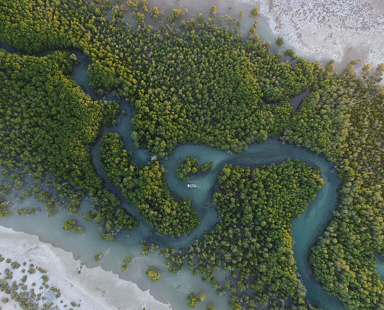 Mangroven © Martina Lippuner / WWF Afrika