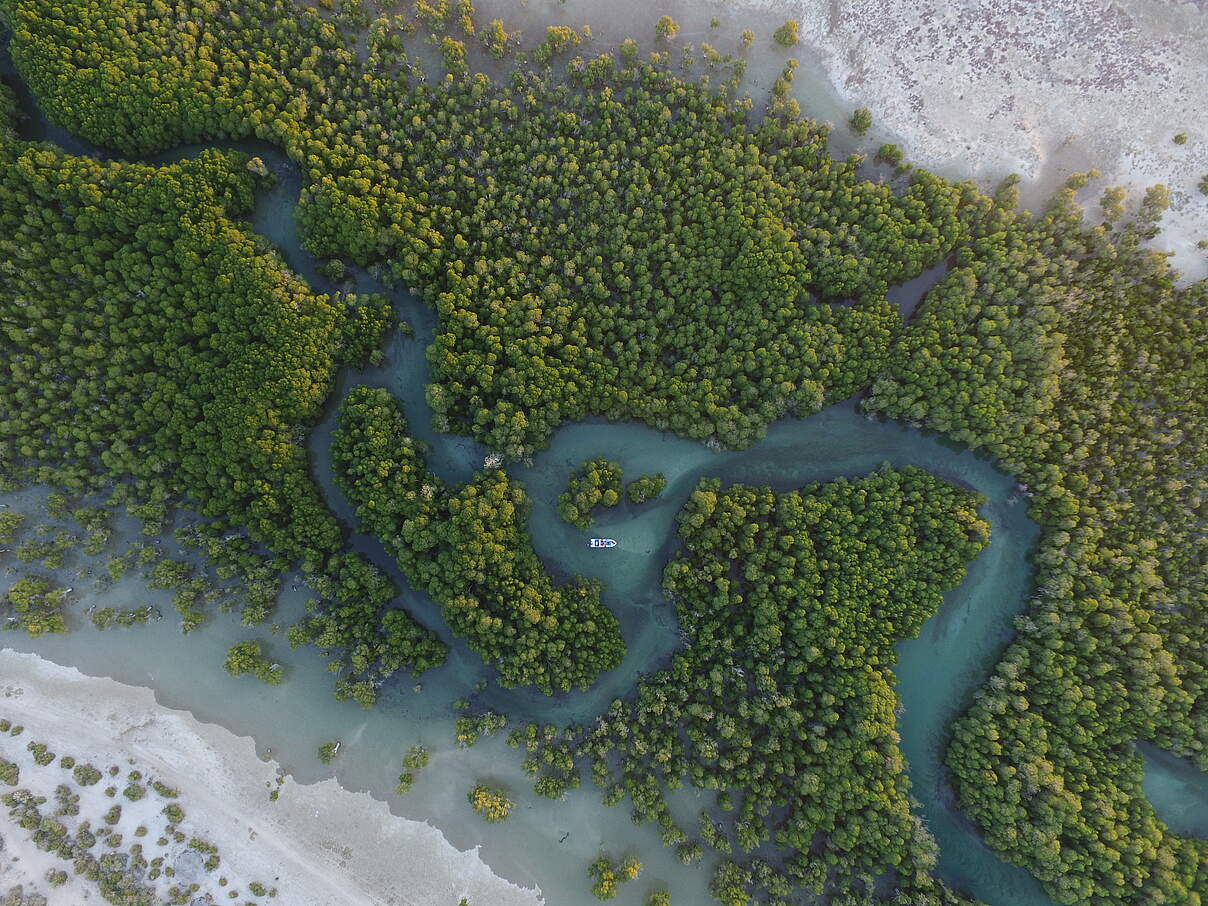 Mangroven © Martina Lippuner / WWF Afrika