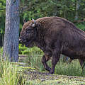 Europäisches Bison © Ola Jennersten / WWF Schweden