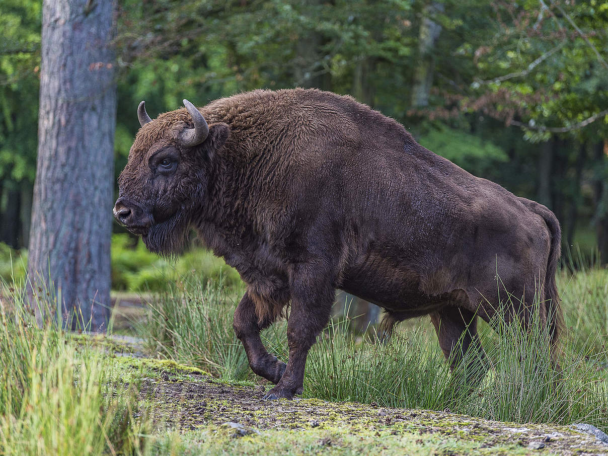 Europäisches Bison © Ola Jennersten / WWF Schweden