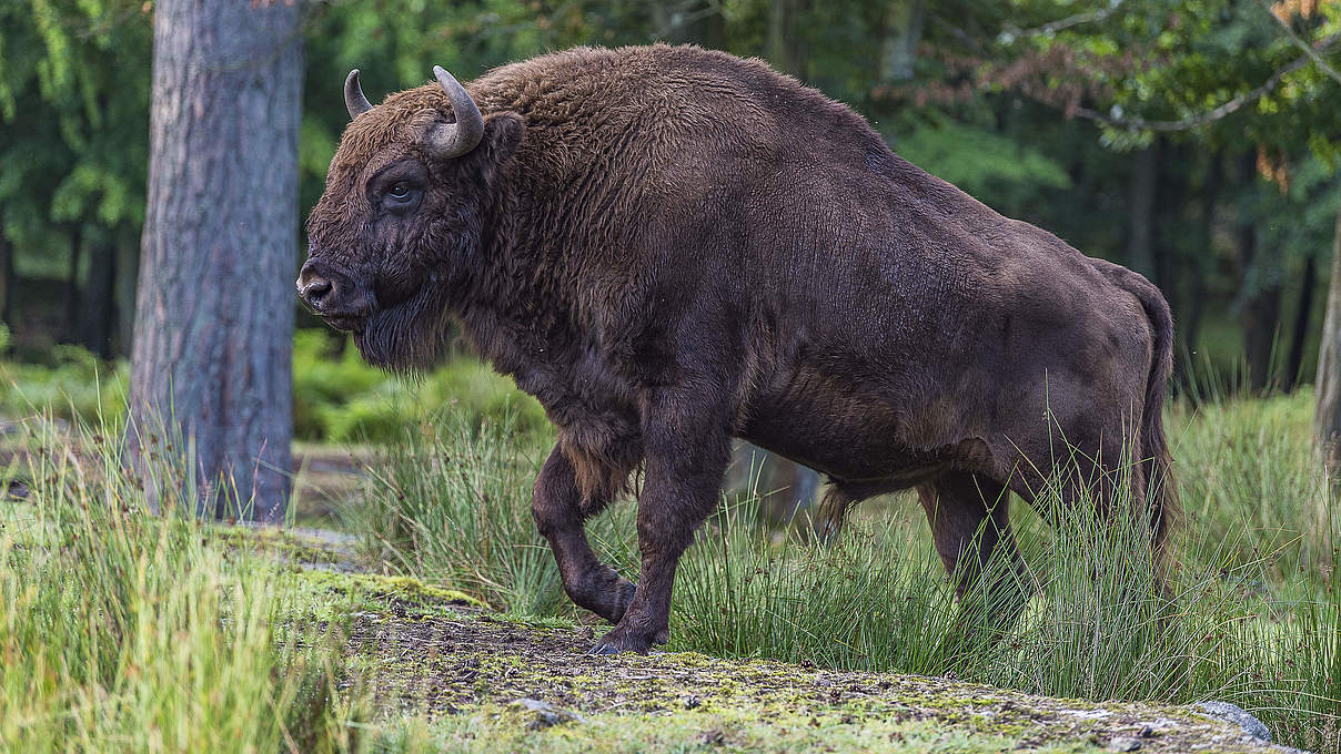 Europäisches Bison © Ola Jennersten / WWF Schweden