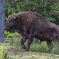 Europäisches Bison © Ola Jennersten / WWF Schweden