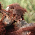 Die Orang-Utans verlieren immer mehr von ihrer Heimat © WWF