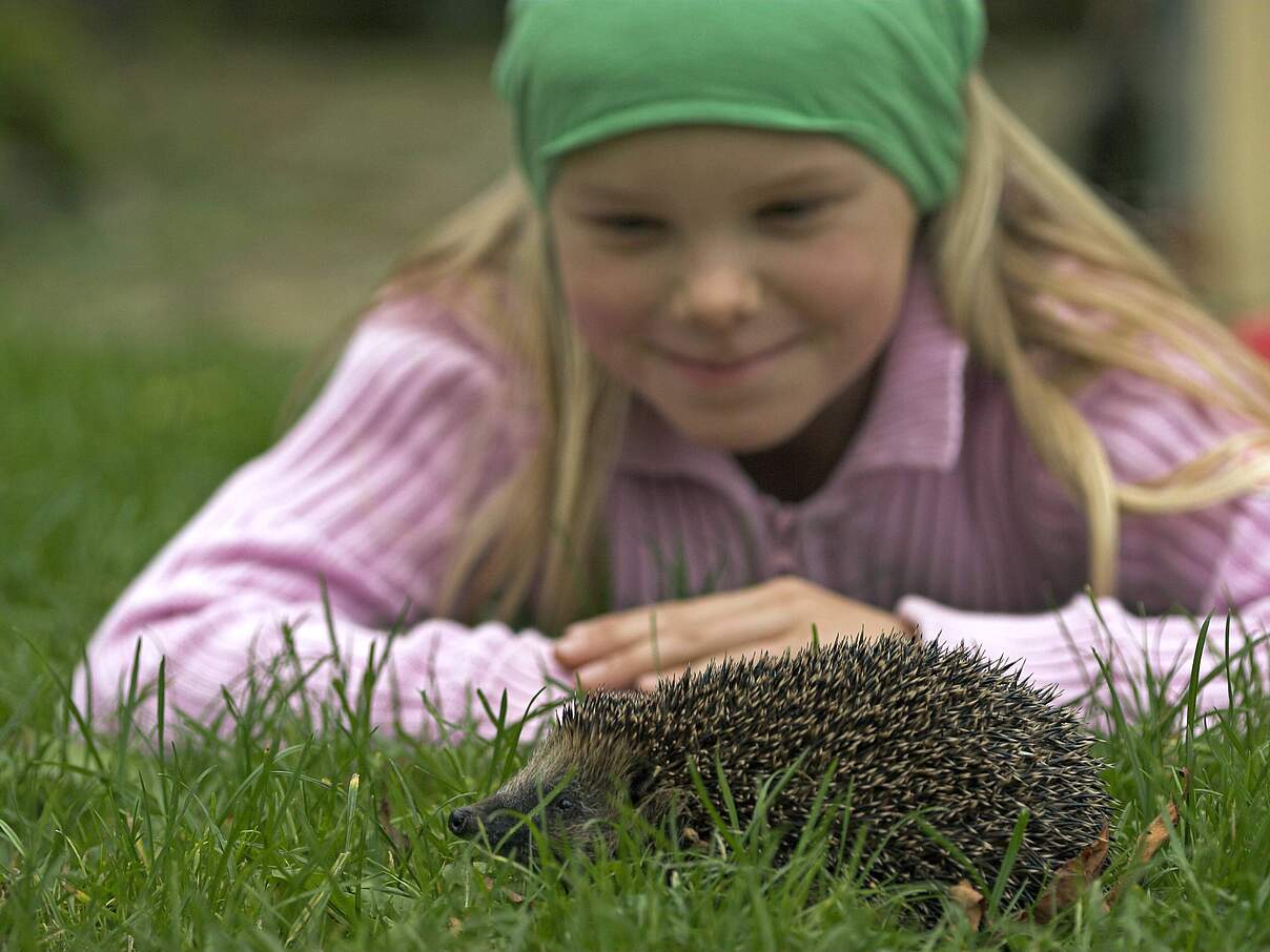 Kind beobachtet Igel