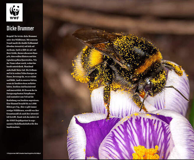 Living Planet Kalender 2025 - Hummel © Ola Jennersten / WWF Schweden / Naturfotograferna / IBL Bildbyrå Living Planet Kalender 2025 - Hummel © Ola Jennersten / WWF Schweden / Naturfotograferna / IBL Bildbyrå