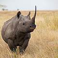 Afrikanisches Spitzmaulnashorn © Martin Harvey / WWF