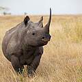 Afrikanisches Spitzmaulnashorn © Martin Harvey / WWF