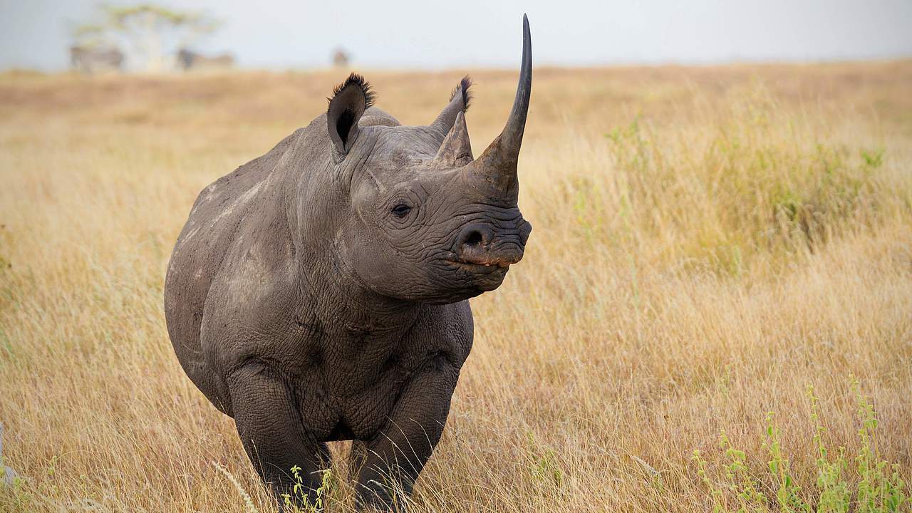 Afrikanisches Spitzmaulnashorn © Martin Harvey / WWF