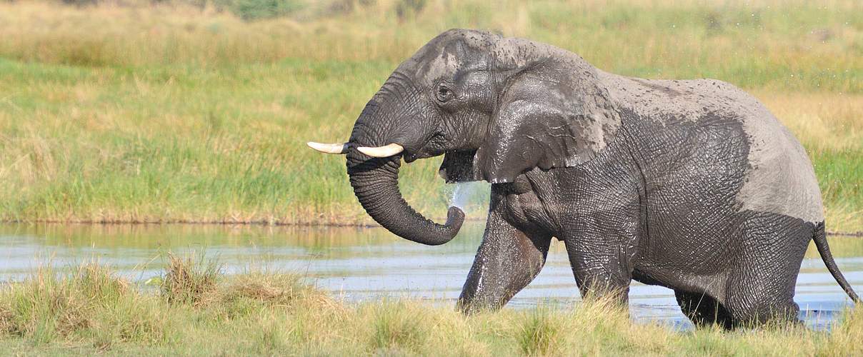 Elefant im Nationalpark © NACSO / WWF Namibia