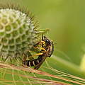 Gelbbindige Furchenbiene © Florian Lauer / WWF
