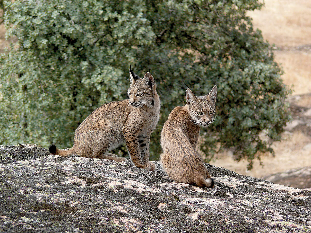 Zwei junge iberische Luchse © WWF-Spain / Alfonso Moreno