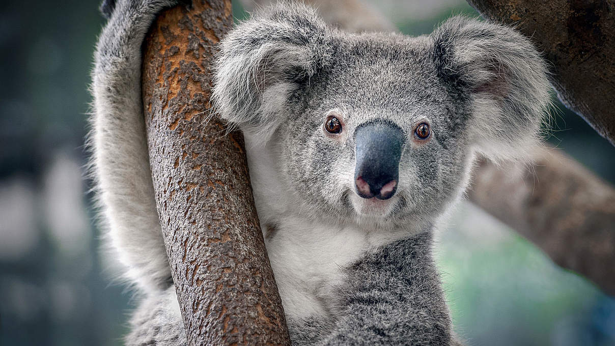 Koala in einem Baum © Shutterstock / Yatra / WWF
