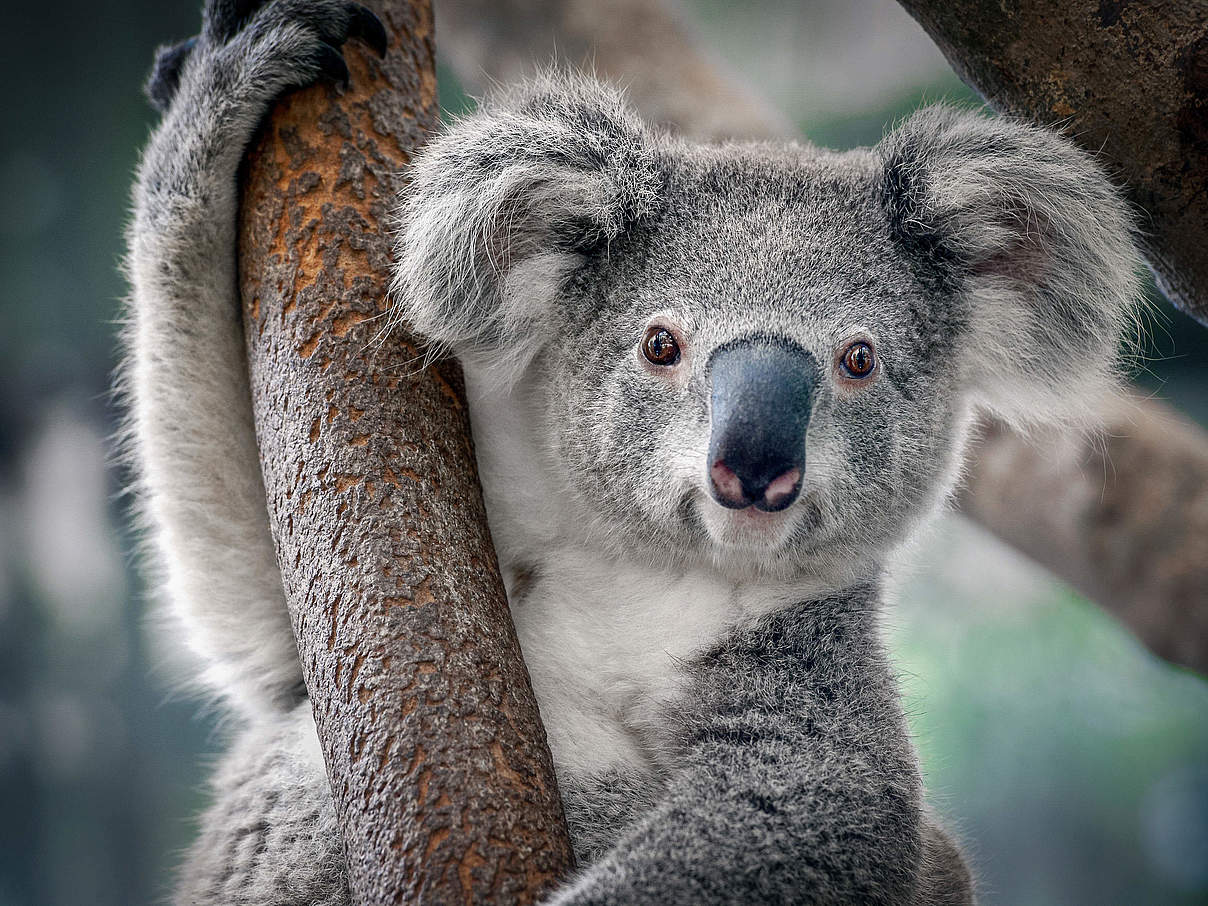 Koala in einem Baum © Shutterstock / Yatra / WWF