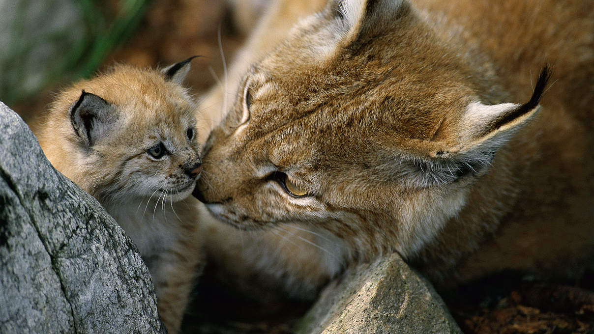 Luchs Weibchen mit Nachwuchs © Staffan Widstrand / WWF