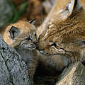 Luchs Weibchen mit Nachwuchs © Staffan Widstrand / WWF