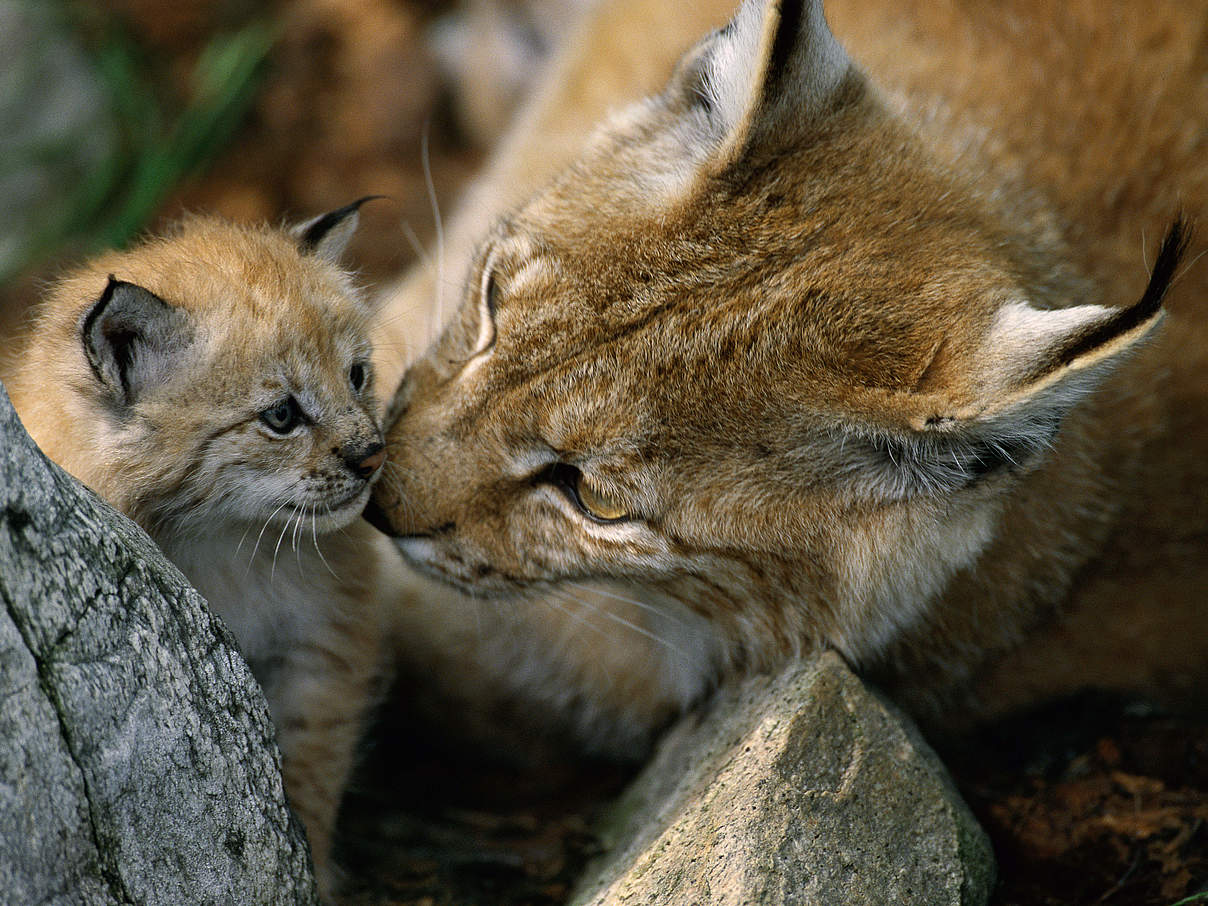 Luchs Weibchen mit Nachwuchs © Staffan Widstrand / WWF