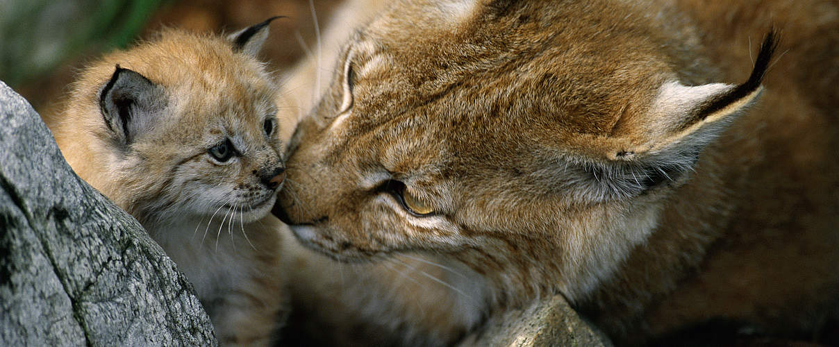 Luchs Weibchen mit Nachwuchs © Staffan Widstrand / WWF