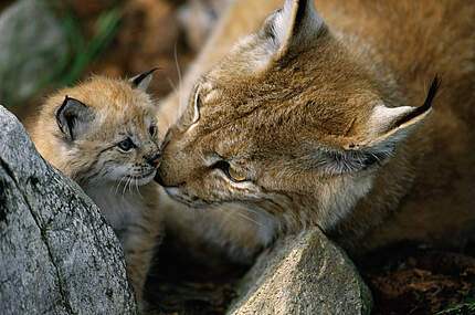 Luchs Weibchen mit Nachwuchs © Staffan Widstrand / WWF