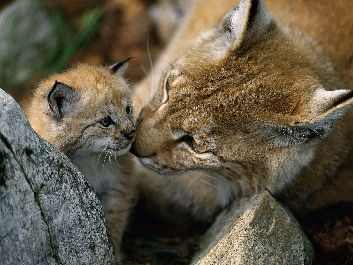 Luchs Weibchen mit Nachwuchs © Staffan Widstrand / WWF