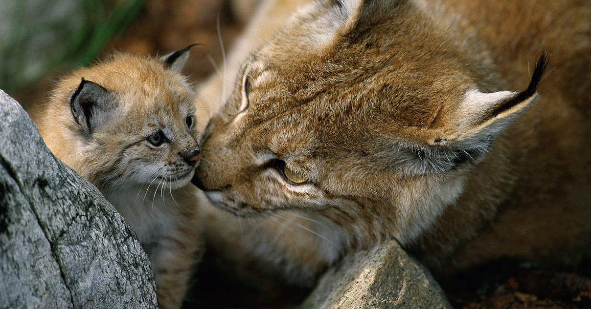 Luchs