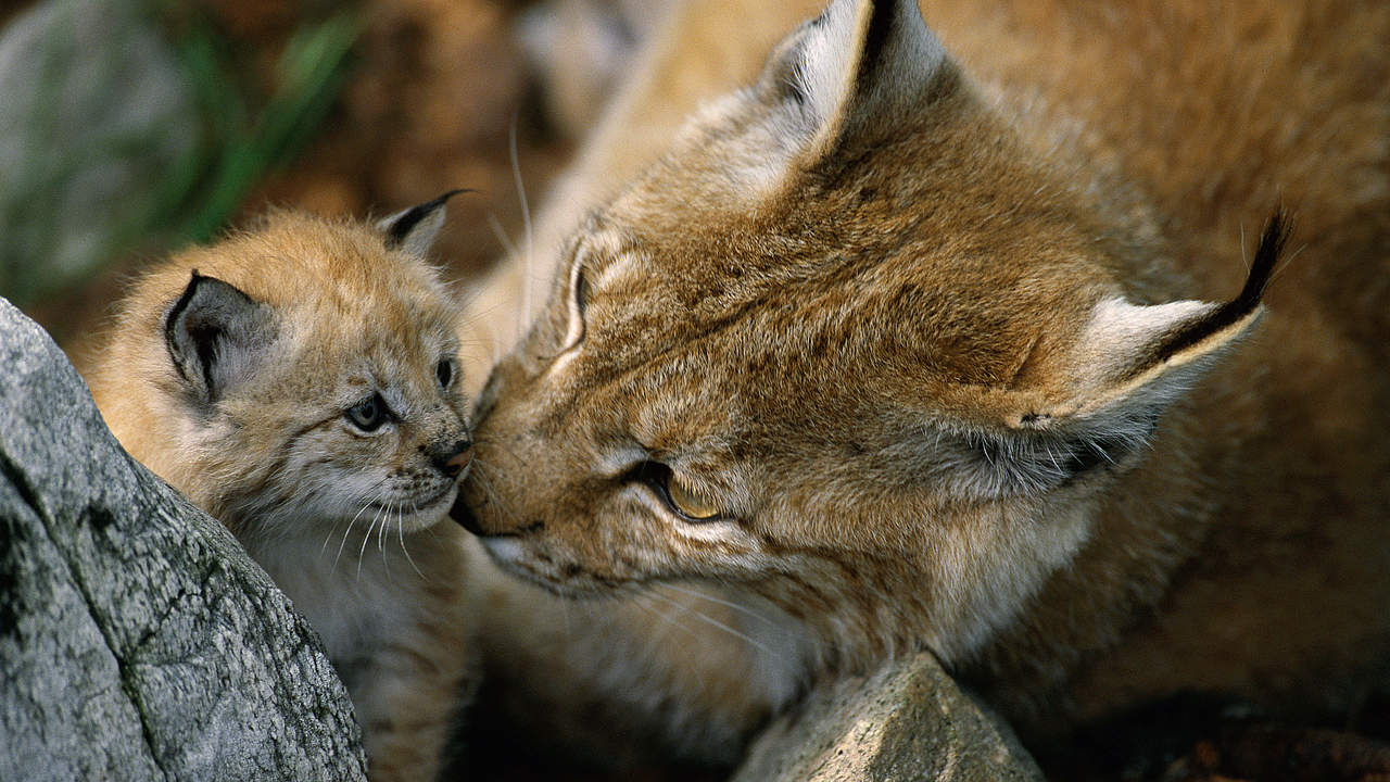 Luchs Weibchen mit Nachwuchs © Staffan Widstrand / WWF