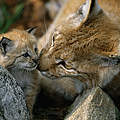 Luchs Weibchen mit Nachwuchs © Staffan Widstrand / WWF