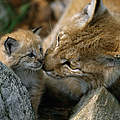 Luchs Weibchen mit Nachwuchs © Staffan Widstrand / WWF