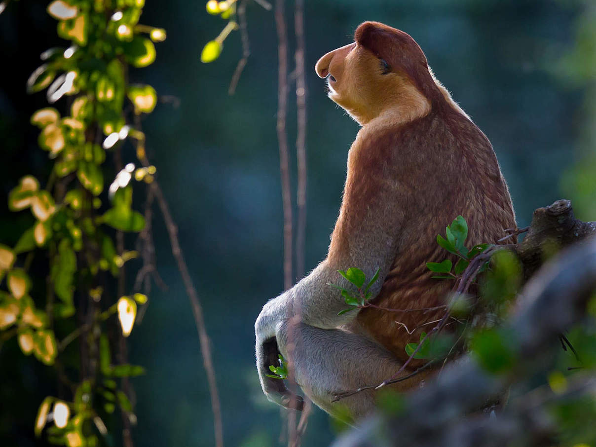 Nasenaffe in Borneo © Anthony Thijssen