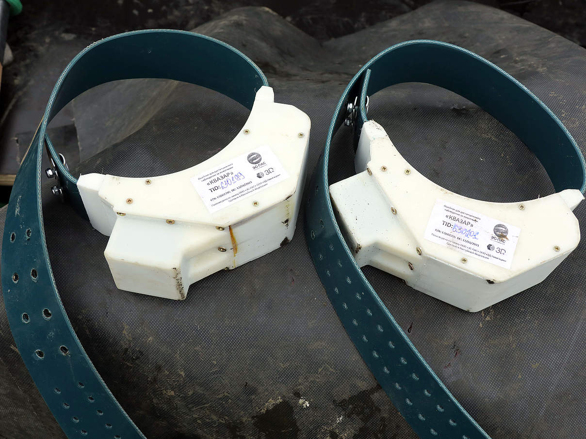 GPS-Sender-Halsbänder für Rentiere © Taymyr Nature Reserve / WWF Russia