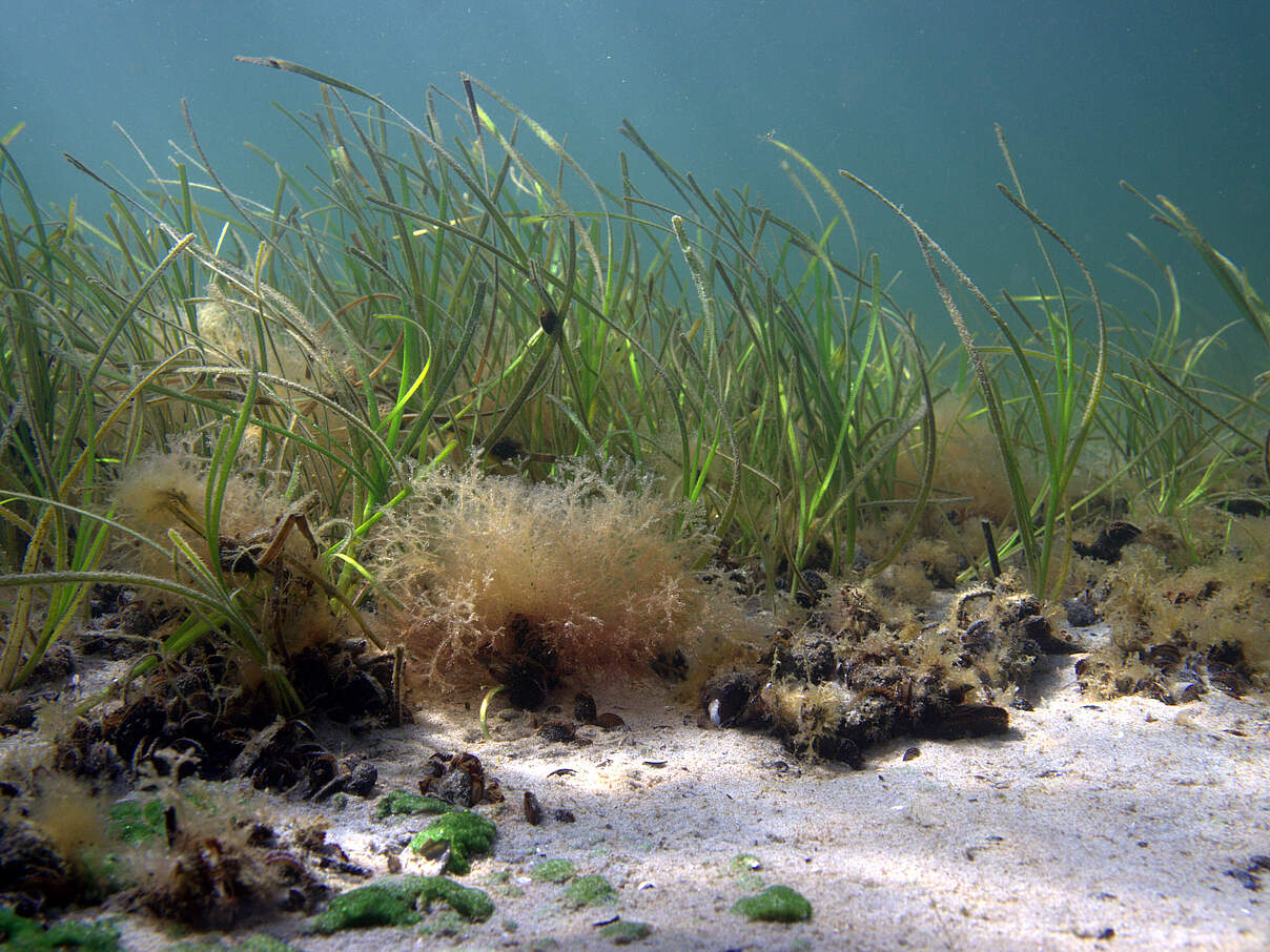Seegras und blaue Muscheln am sandigen Ostsee-Meeresboden