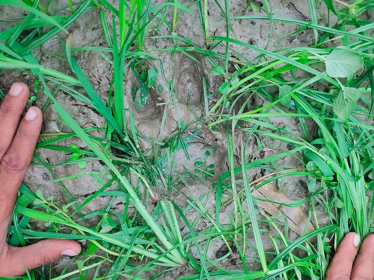 Tiger-Spur im Schlamm © Kamlesh K. Maurya / WWF Indien
