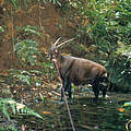 Ein Saola ist in die Kamerafalle getappt. © William Robichaud / WWF