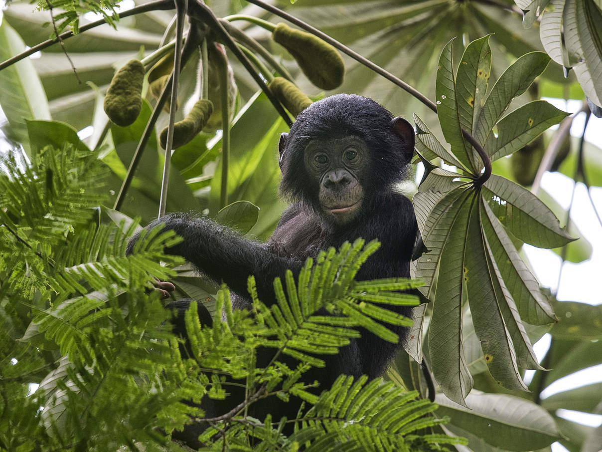 Junger Bonobo im Kongo-Becken. ©Karine Aigner