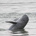 Ein Mekong-Delfin © Cambodia WWF / Gerry Ryan / WWF-Greater Mekong
