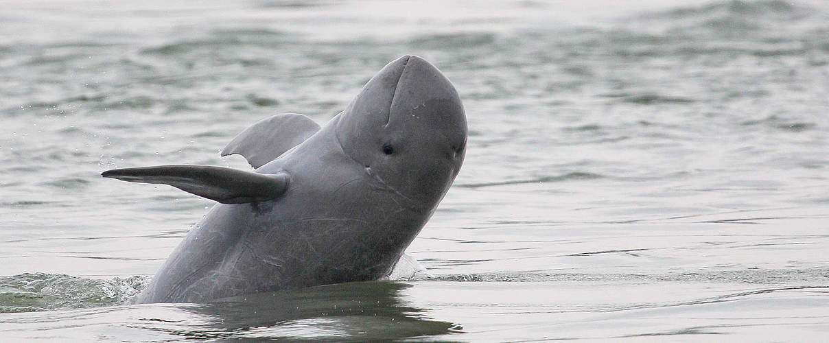 Ein Mekong-Delfin © Cambodia WWF / Gerry Ryan / WWF-Greater Mekong