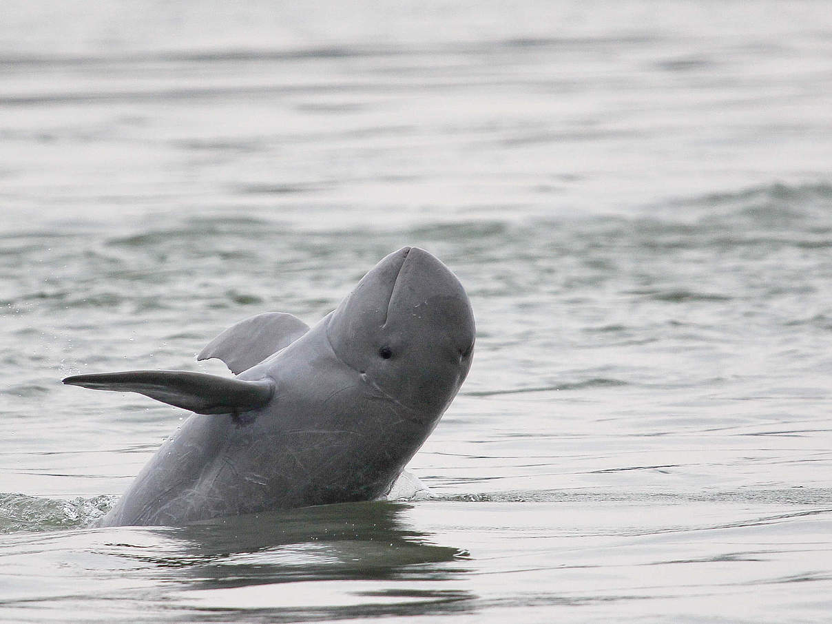 Ein Mekong-Delfin © Cambodia WWF / Gerry Ryan / WWF-Greater Mekong