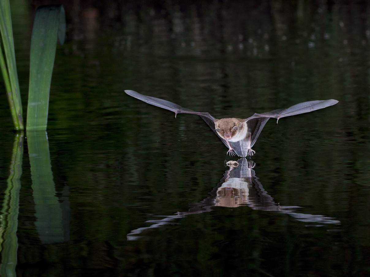 Wasserfledermaus © AGAMIT Douma / imago images / blickwinkel