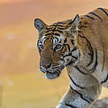 Tiger Portrait © Ola Jennersten / WWF-Sweden