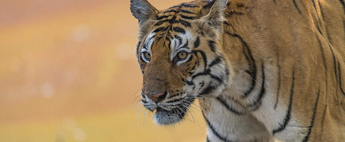 Tiger Portrait © Ola Jennersten / WWF-Sweden