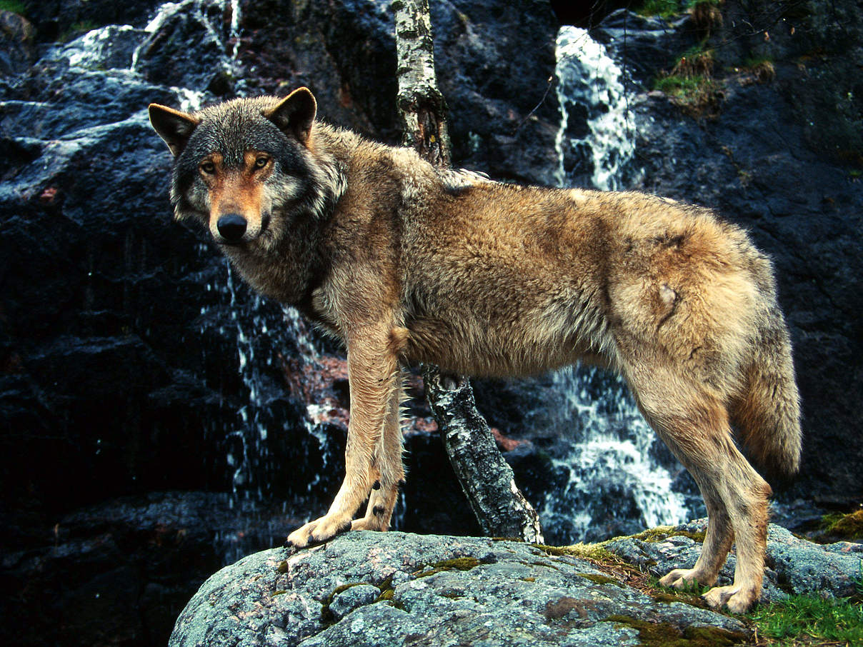 Wolf © Chris Martin Bahr / WWF